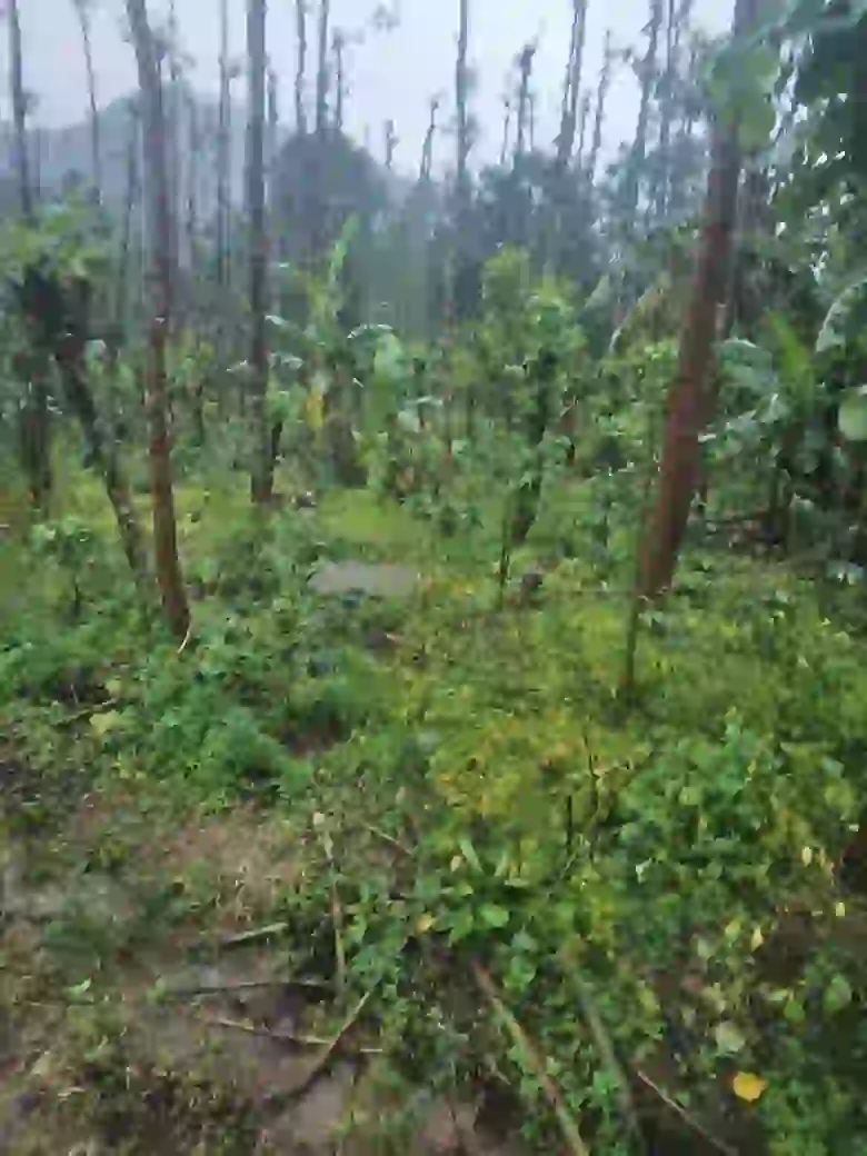 Agricultural land with an area of 0.70 acres situated at Birunani Village, Hudikeri Hobli, Virajpet Taluk, Kodagu.