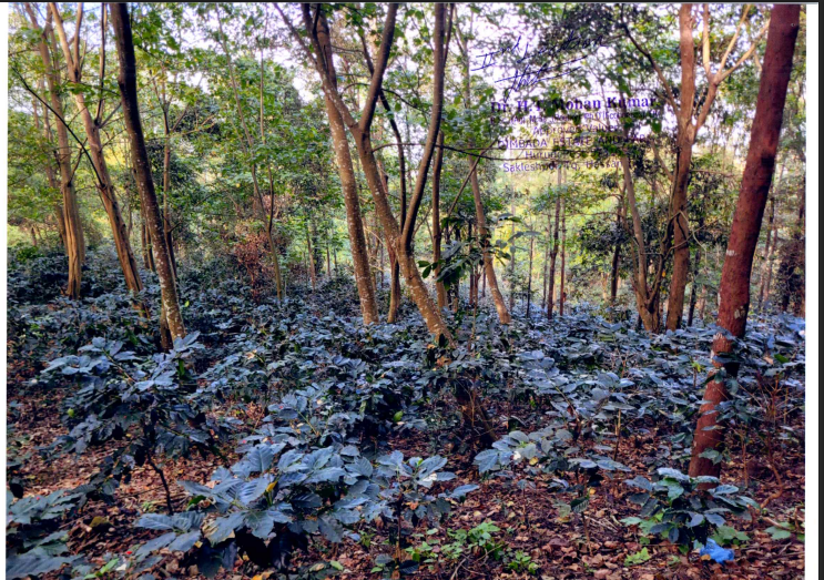 All the part and parcel of the property situated in Sy no:31/5, measuring 2.90 acres situated in Siddalingapura Village, Kushalnagar hobli, Somwarpet Taluk and Kodagu district. Boundaries: E: Sy no:31/1, W: Sy no:31/1, N: Sy no:29, S: Sy no:31/2